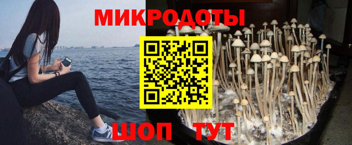 Псилоцибиновые грибы GOLDEN TEACHER Тихорецк